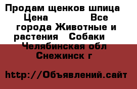 Продам щенков шпица › Цена ­ 20 000 - Все города Животные и растения » Собаки   . Челябинская обл.,Снежинск г.